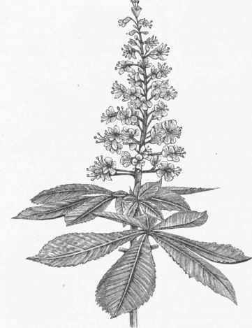 Common Horse Chestnut (AEsculus hippocastanum).