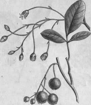 Dangleberry (Gaylussacia frondosa).