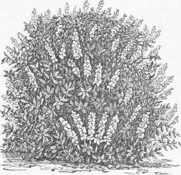 Dwarf Buckeye (AEseulus parviflora).
