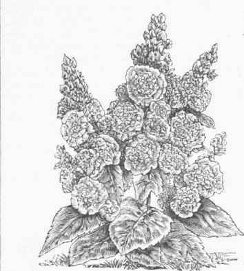 Dwarf Double Hollyhock.
