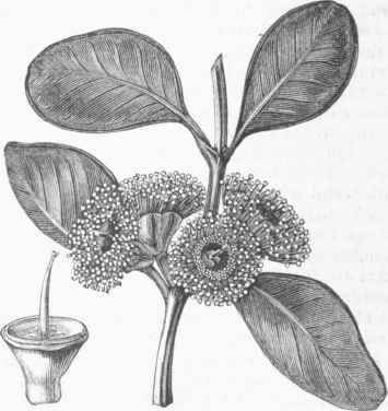 Eucalyptus Preissiana.