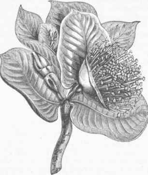 Eucalyptus macrocarpa.