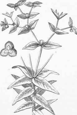 Euphorbia ipecacuanha.