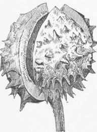 Fruit of Common Horse Chestnut.