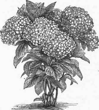 Garden Hydrangea (H. Hortensia).