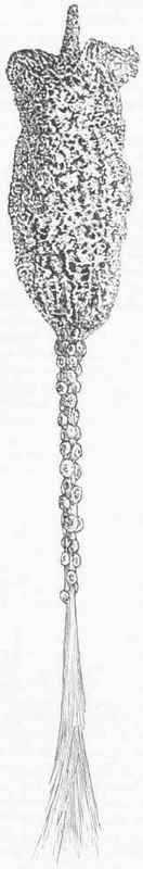 Glass Sponge (Hyalonema Lusitauicum).