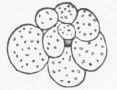 Globigerina bulloides.