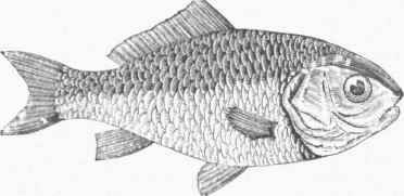 Gold Fish (Cyprinus auratus).