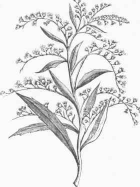 Goldenrod (Solidago Canadensis).