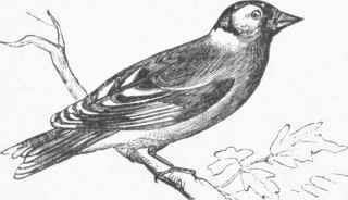 Goldfinch (Fringilla carduelis).