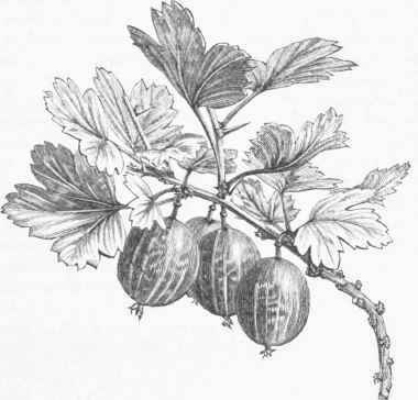 Gooseberry (Ribes grossularia).