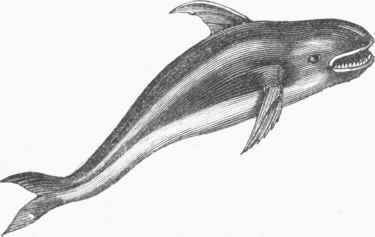 Grampus (Grampus orca).