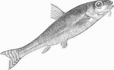 Gudgeon (Gobio fluviatilis).