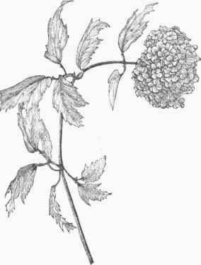 Guelder Rose (Viburnum opulus).