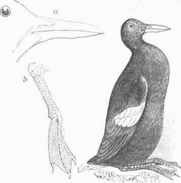 Guillomot