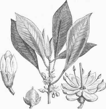 Gutta Percha (Isonandra gutta).
