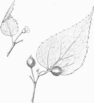 Hackberry (Celtis occidontalis)