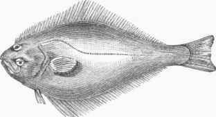 Halibut (Hippoglossus vulgaris).