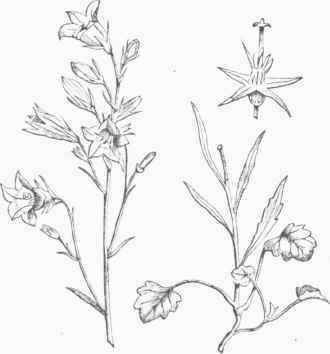 Harebell (Campanula rotundifolia)