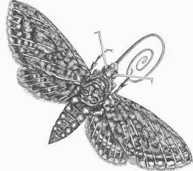 Hawk Moth (Sphinx quinquemaculatus).