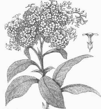 Heliotrope.