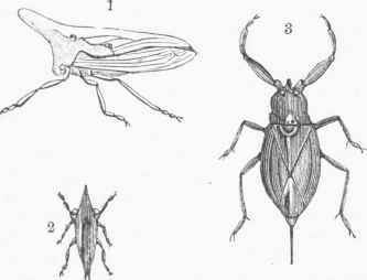 Hemiptera 0800432