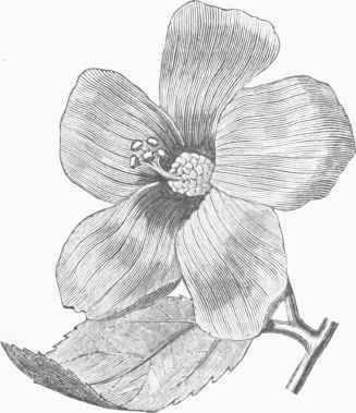 Hibiscus Moscheutos.