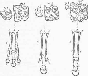 Hipparion 0800496
