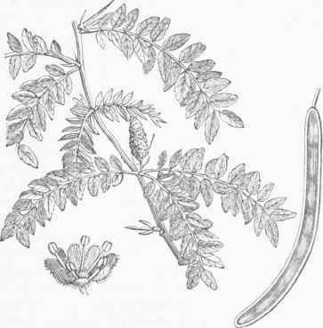 Honey Locust (Gleditschia triacanthos).