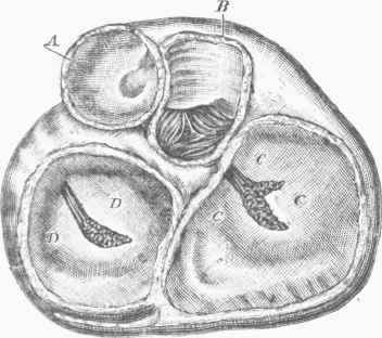 Horizontal Section of the Human Heart.
