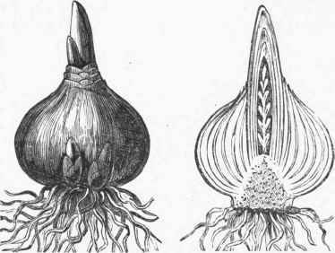 Hyacinth Bulb and Section.