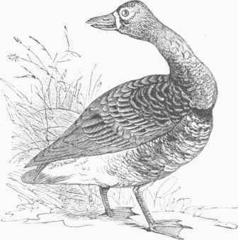 Laughing Goose (Anser Gambelii).