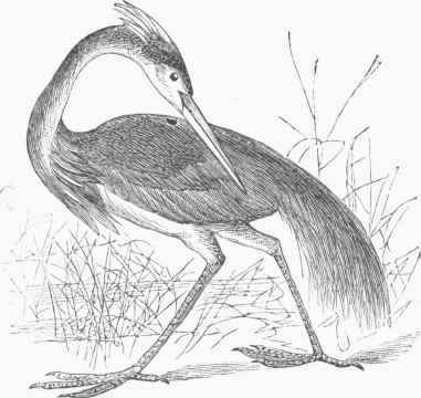 Louisiana Heron (Ardea Ludoviciana).