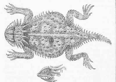 Phrynosoma cornutum.