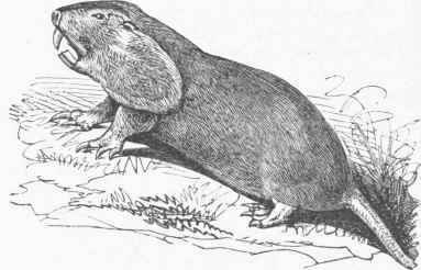 Pouched Gopher (Geomys bursarius).