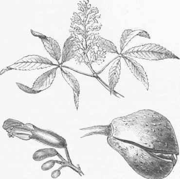 Red Buckeye (AEsculus Pavia).