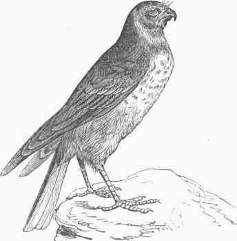 Ring tailed Harrier (Circus cyaneus).
