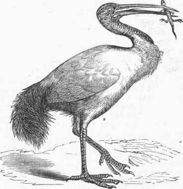 Sacred Ibis (Geronticus AEthiopicus).