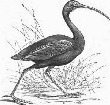 Scarlet Ibis (Ibis rubra).