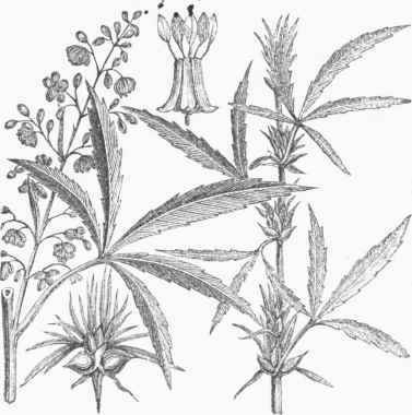 Staminate and Pistillate Flowers of Hemp.
