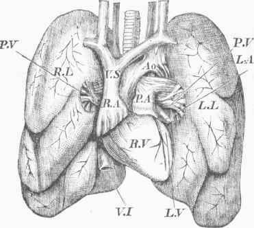 The Heart, Great Vessels, and Lungs   Front View.