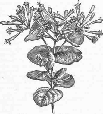 Trumpet Honeysuckle (Lonicera sempervirens).