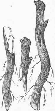 Whip Grafting on the Collar.