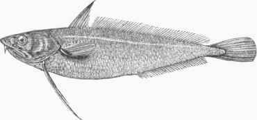 White Hake (Phycis Americanus).