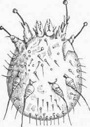 Acarus scabiei, magnified.