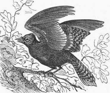 Blue Jay (Cyanura cristata).