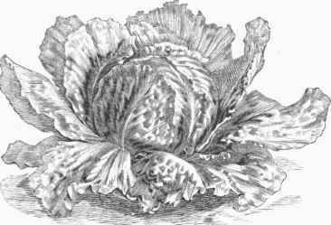 Cabbage Lettuce.