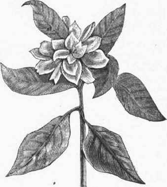 Cape Jasmine.