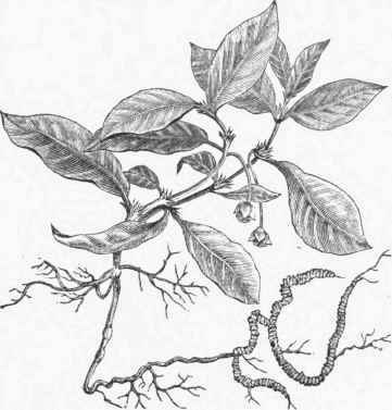 Cephaelis ipecacuanha.