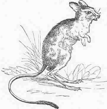 Egyptian Jerboa (Dipus AEgyptius).